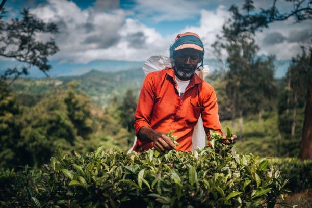 A man carefully picks tea leaves in a lush green forest, surrounded by nature's tranquility and vibrant foliage.